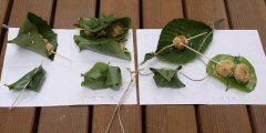 兵糧丸作り-4