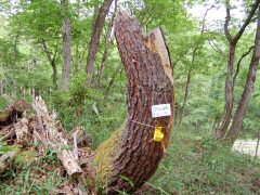 Best Nature Lore-6