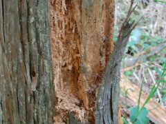 Best Nature Lore-10